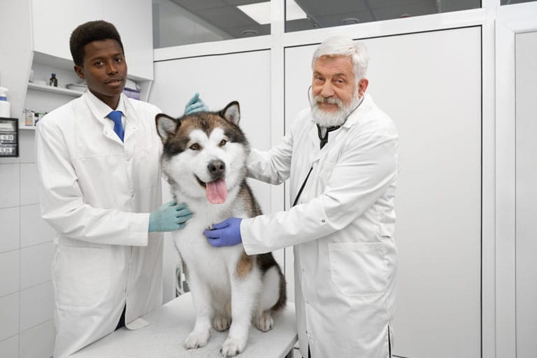 veterinarian with his dog patient