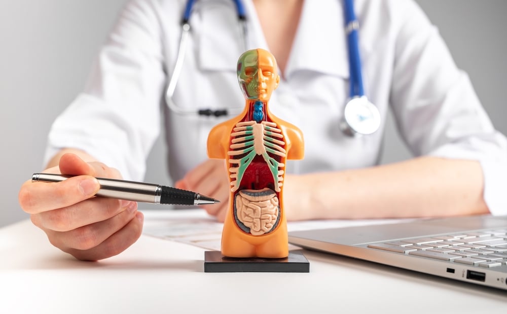 Doctor showing internal organs in 3d human model. Woman with stethoscope in lab coat sitting at table with laptop and talking about people anatomy